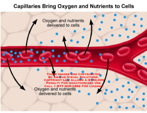 Blood_Carries_Oxygen