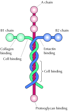 laminin is the protein molecule, shaped like a cross, that holds our cells together.